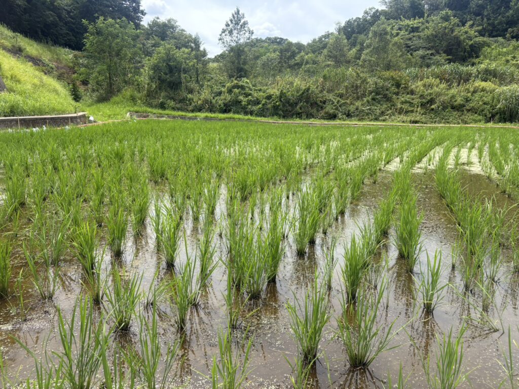 奈良県平群町の田んぼで育つ稲